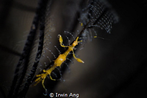 Y E L L O W
Yellow skeleton shrimp (Caprella sp.)
Tulam... by Irwin Ang 